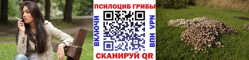 Псилоцибиновые грибы Psilocybe  Краснознаменск 